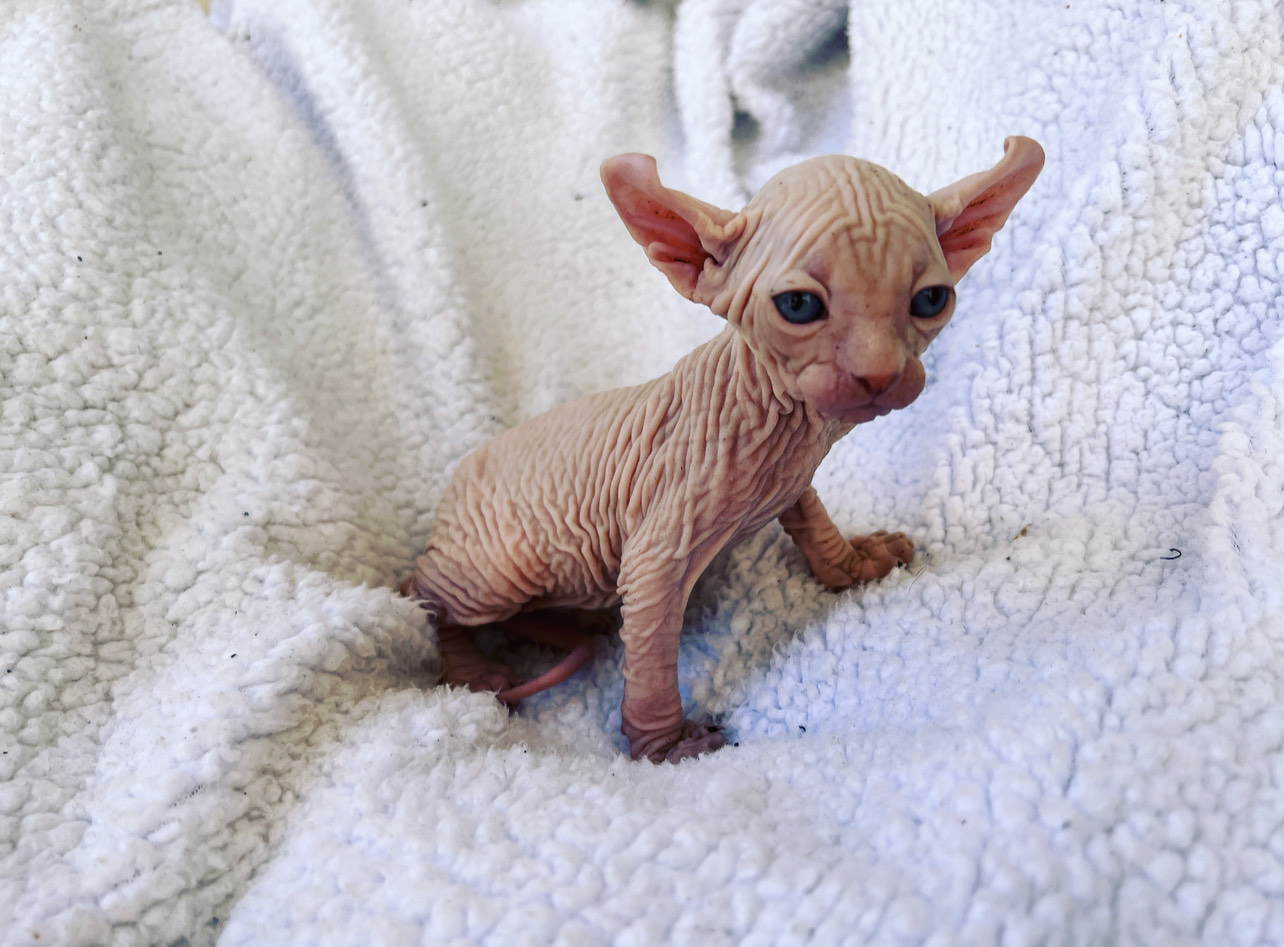 sphynx kitten for sale USA