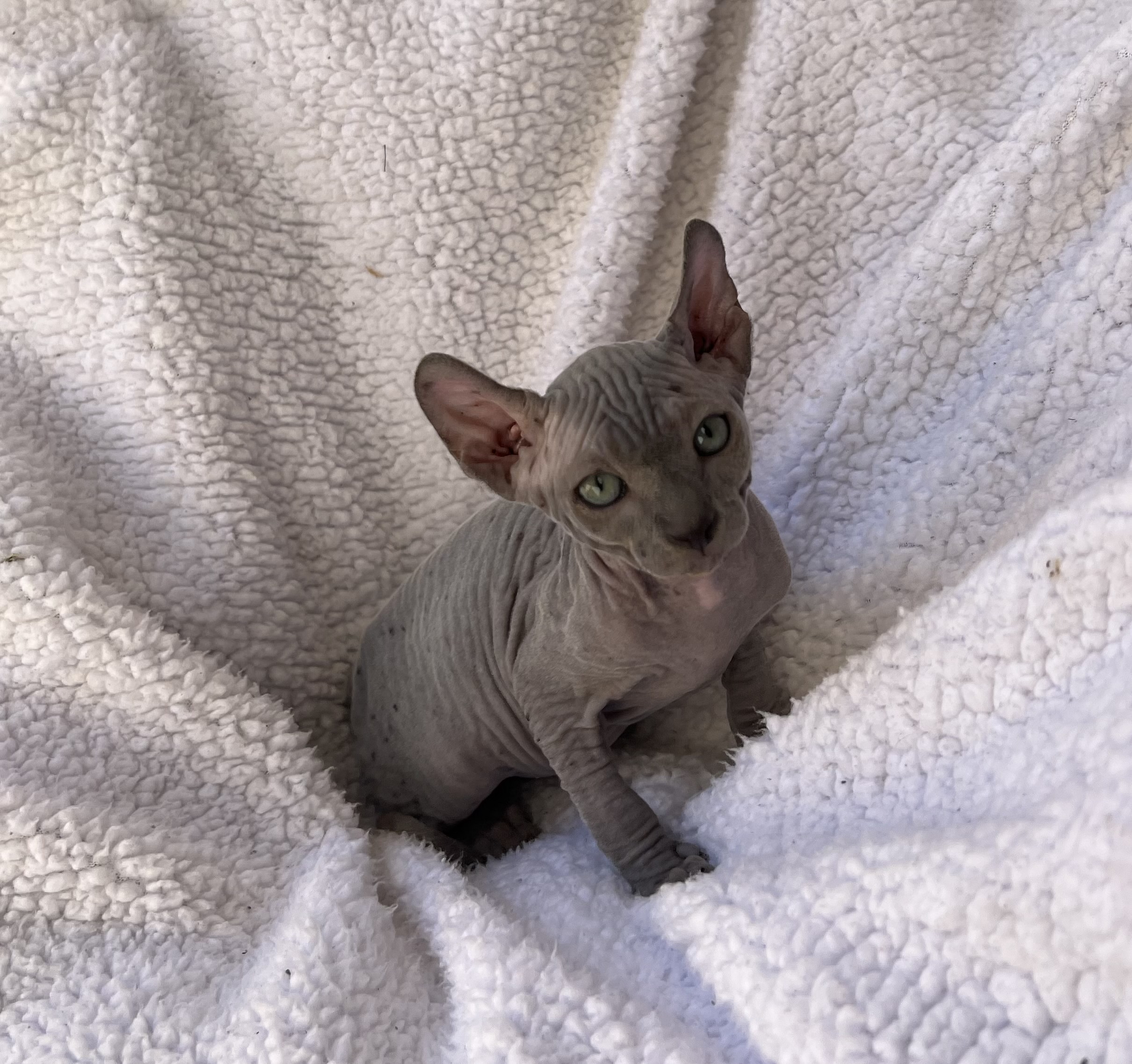 sphynx kitten for sale usa