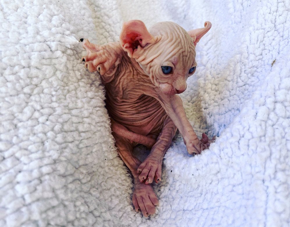 wrinkly elf kitten for sale