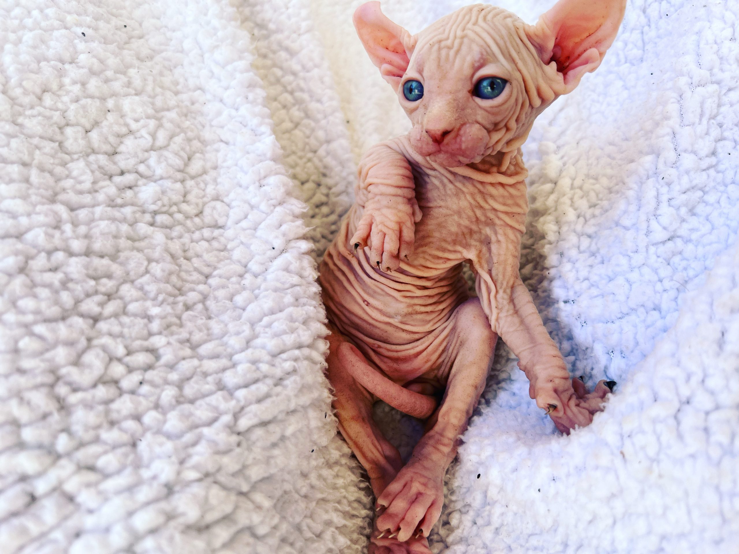 wrinkly elf cat