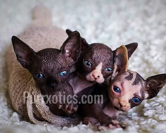 Sphynx-breeder-san-diego (1)