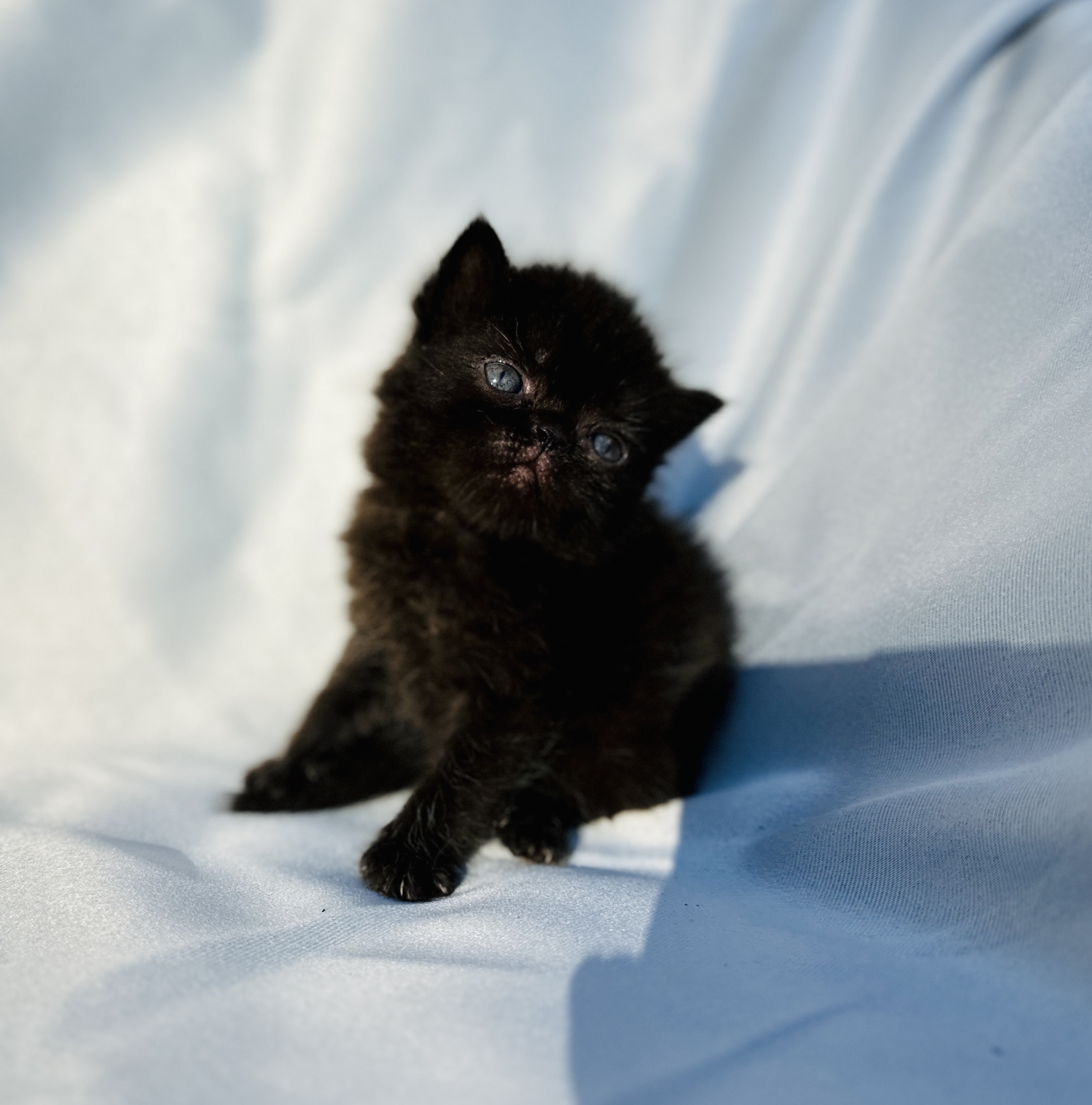 Solid Black Exotic Shorthair baby girl for sale