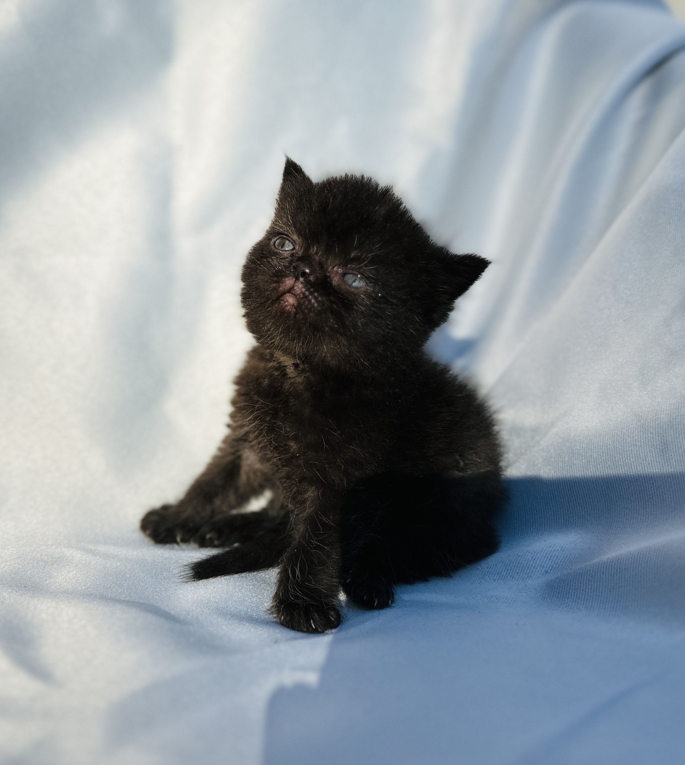 Solid Black Exotic Shorthair cat for sale