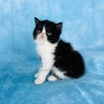 Elegance in Fur Black & White Exotic Shorthair Persian for sale