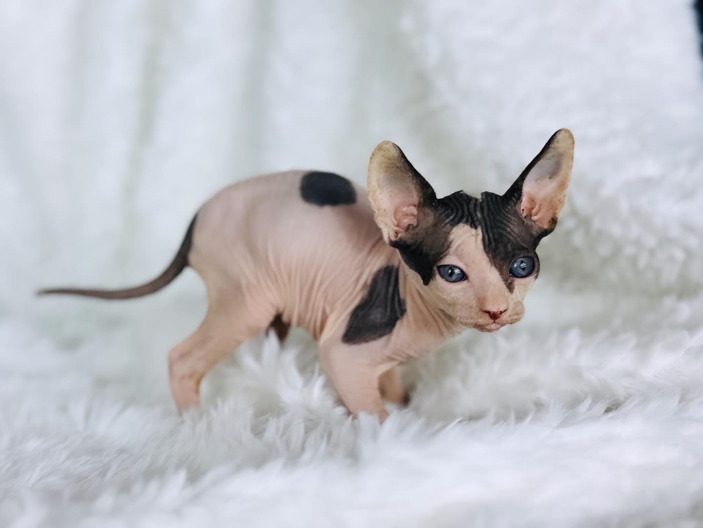 black bicolor sphynx boy
