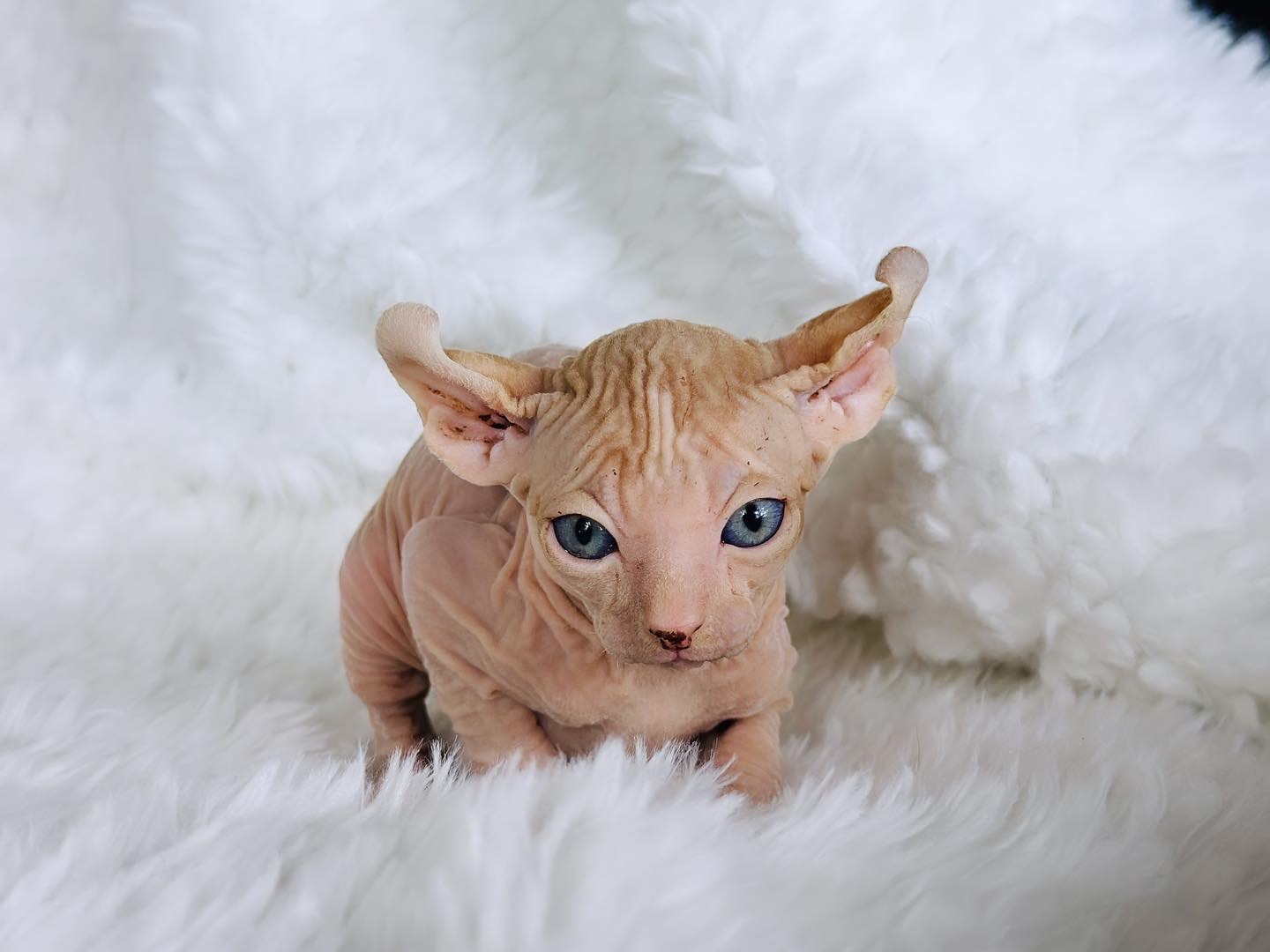 red tabby bicolor elf sphynx