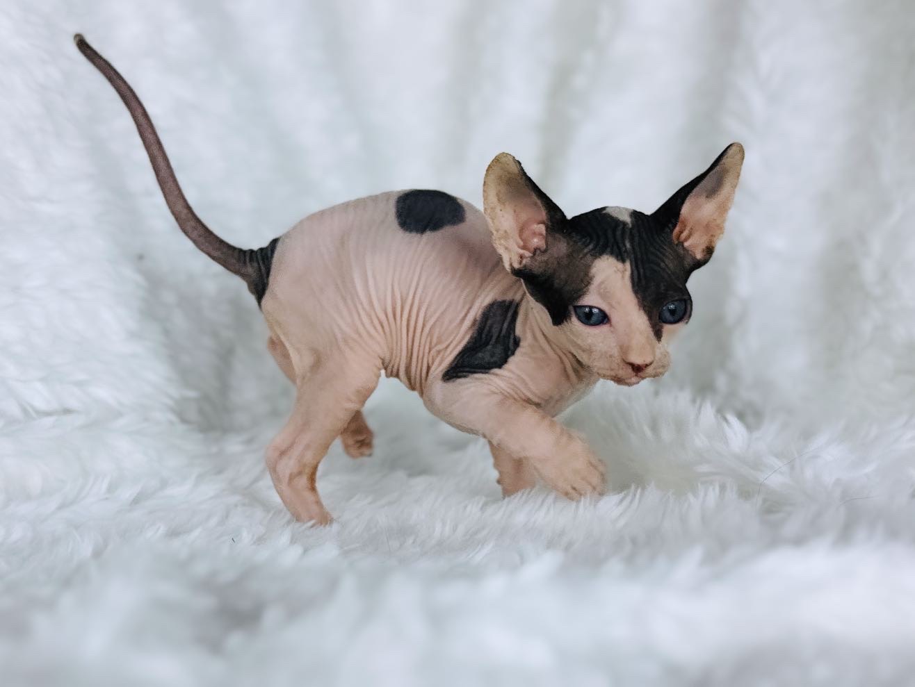 black bicolor sphynx boy