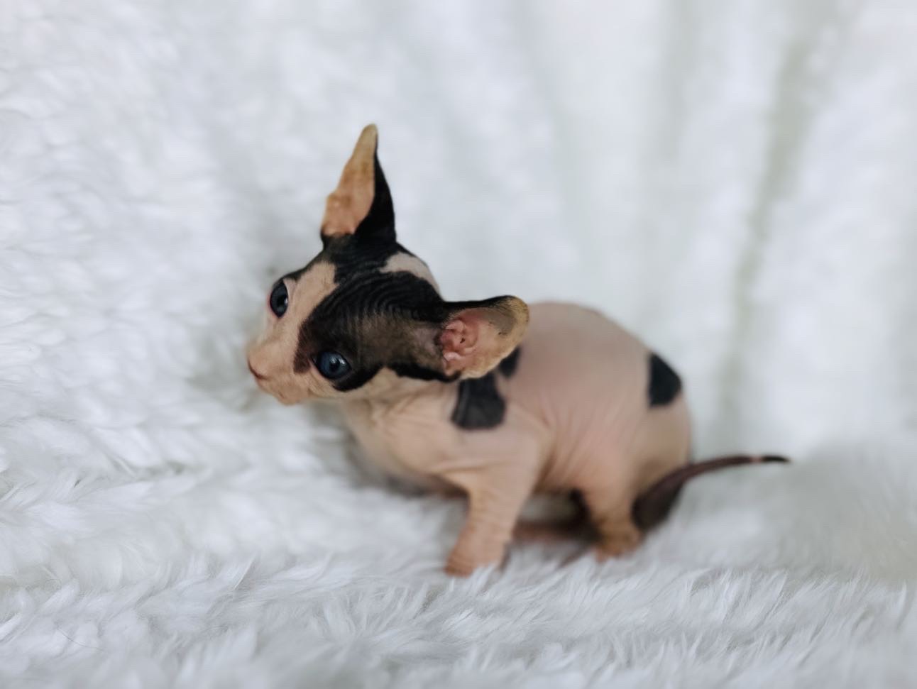 black bicolor sphynx boy