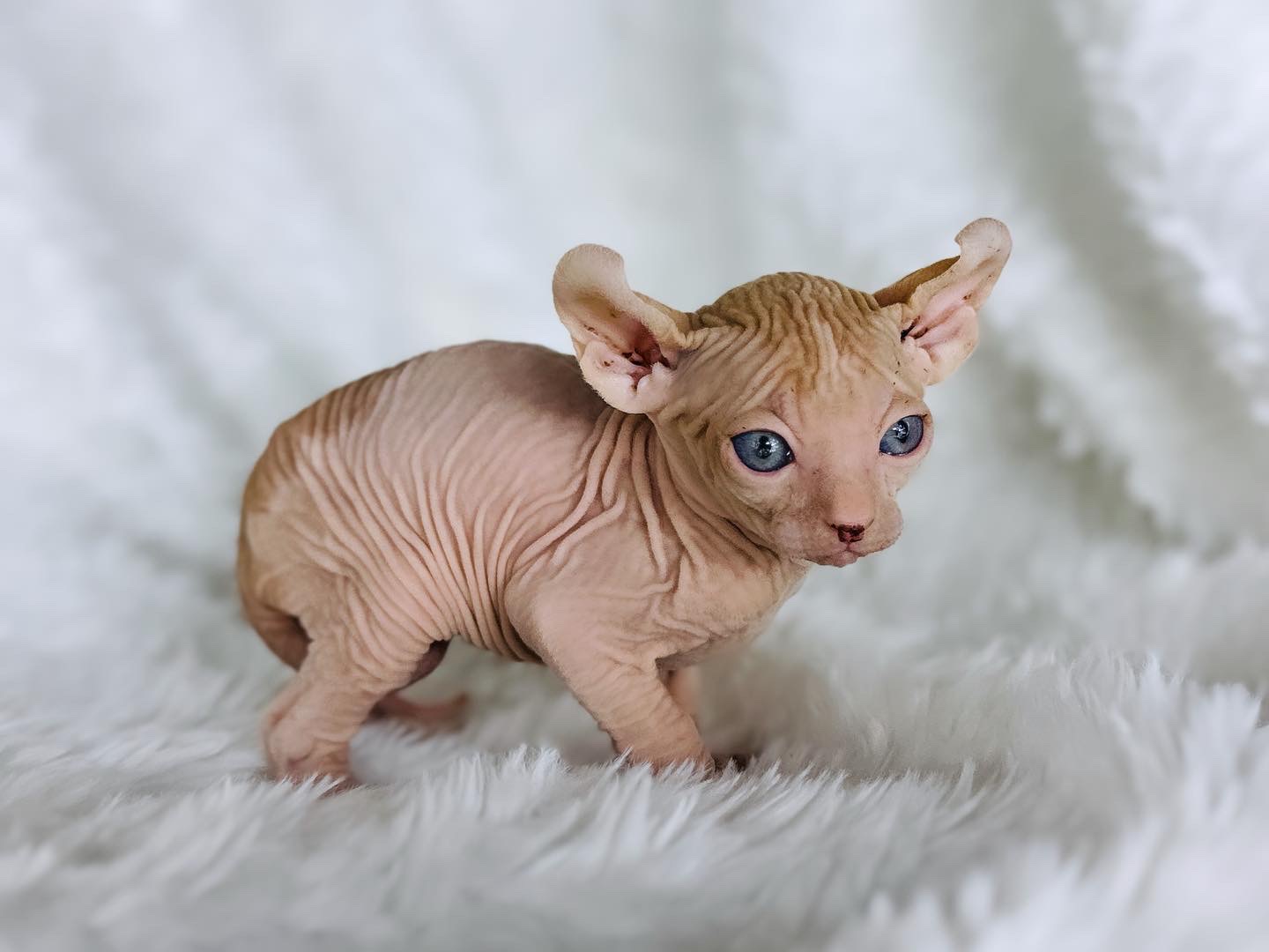 red tabby bicolor elf sphynx