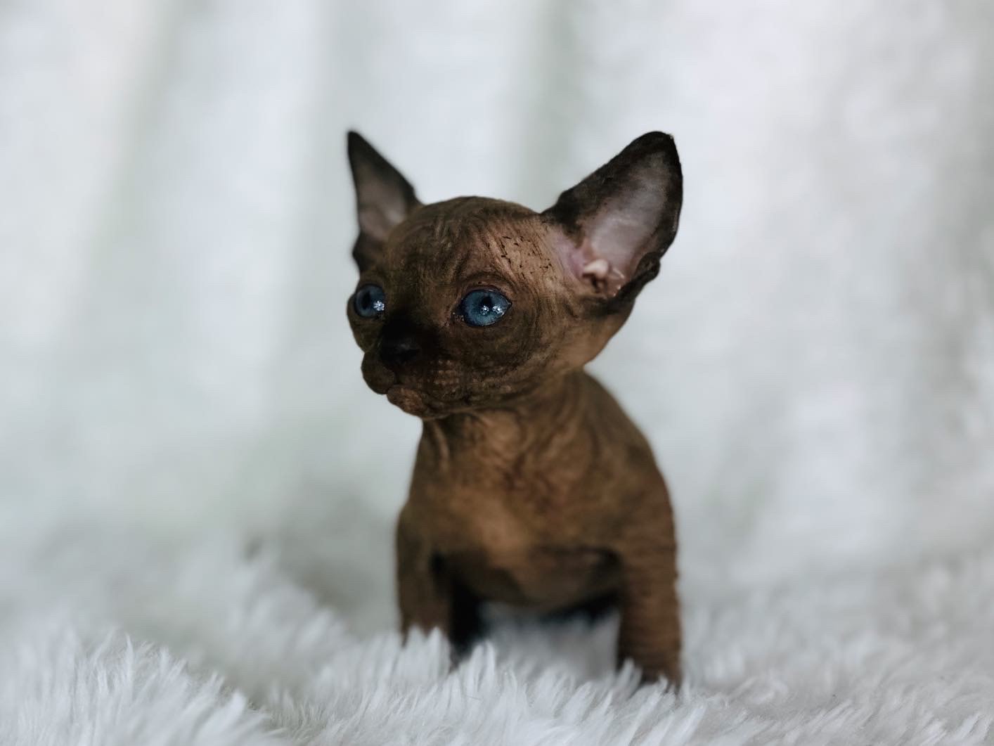 Black Mink Sphynx Boy for sale