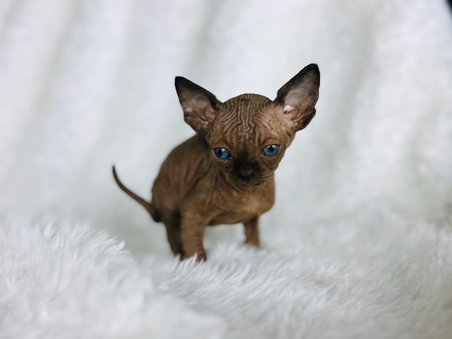 Black Mink Sphynx Boy for sell