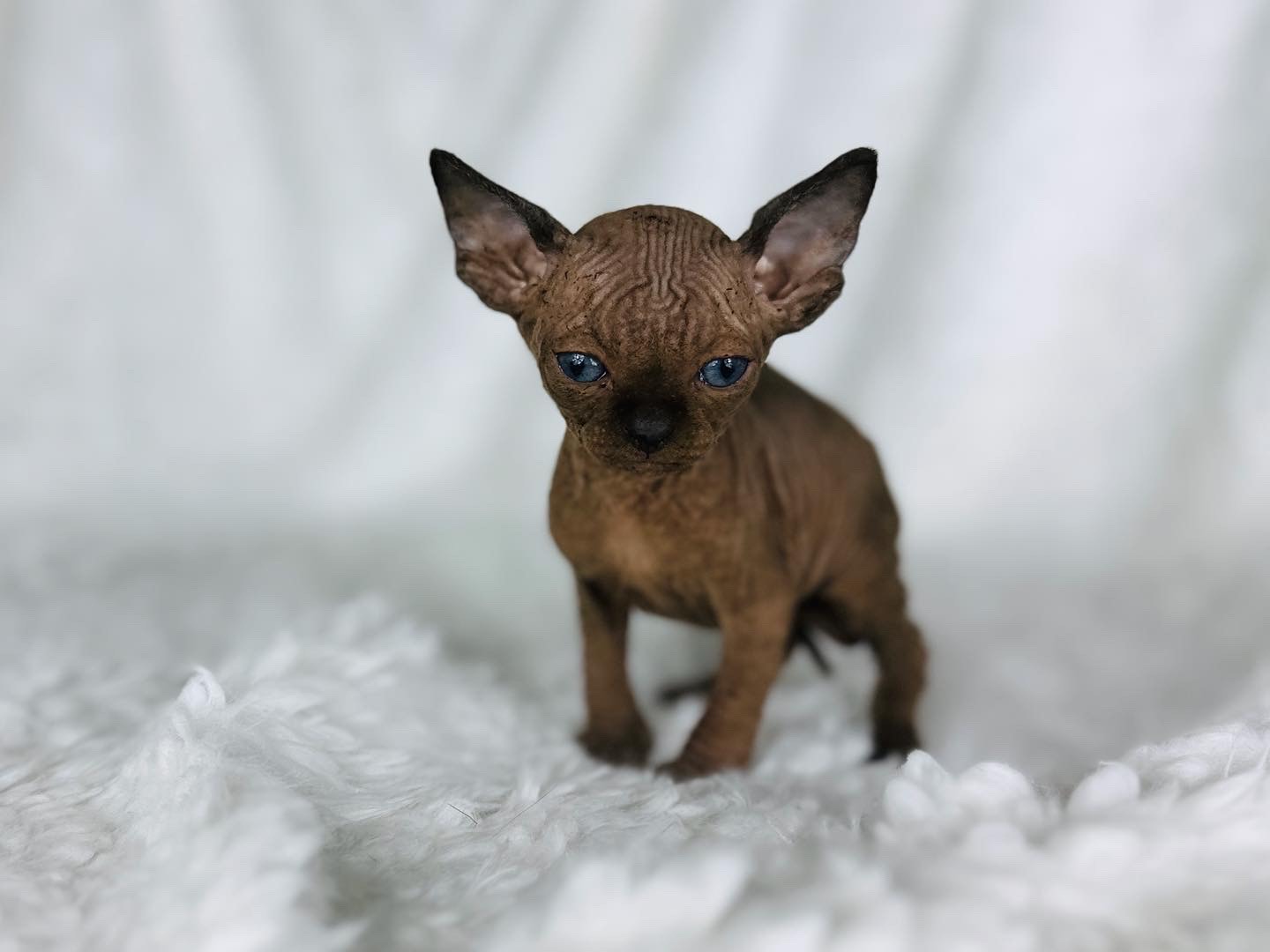 Black Mink Sphynx Boy with Aqua Eyes