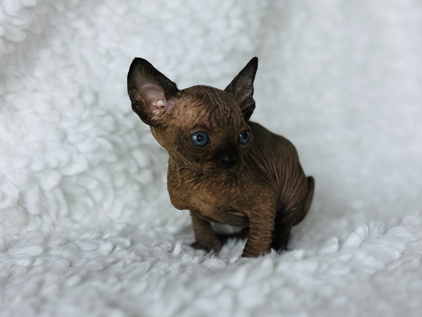 Black Mink Sphynx Boy with Aqua Eyes for sell