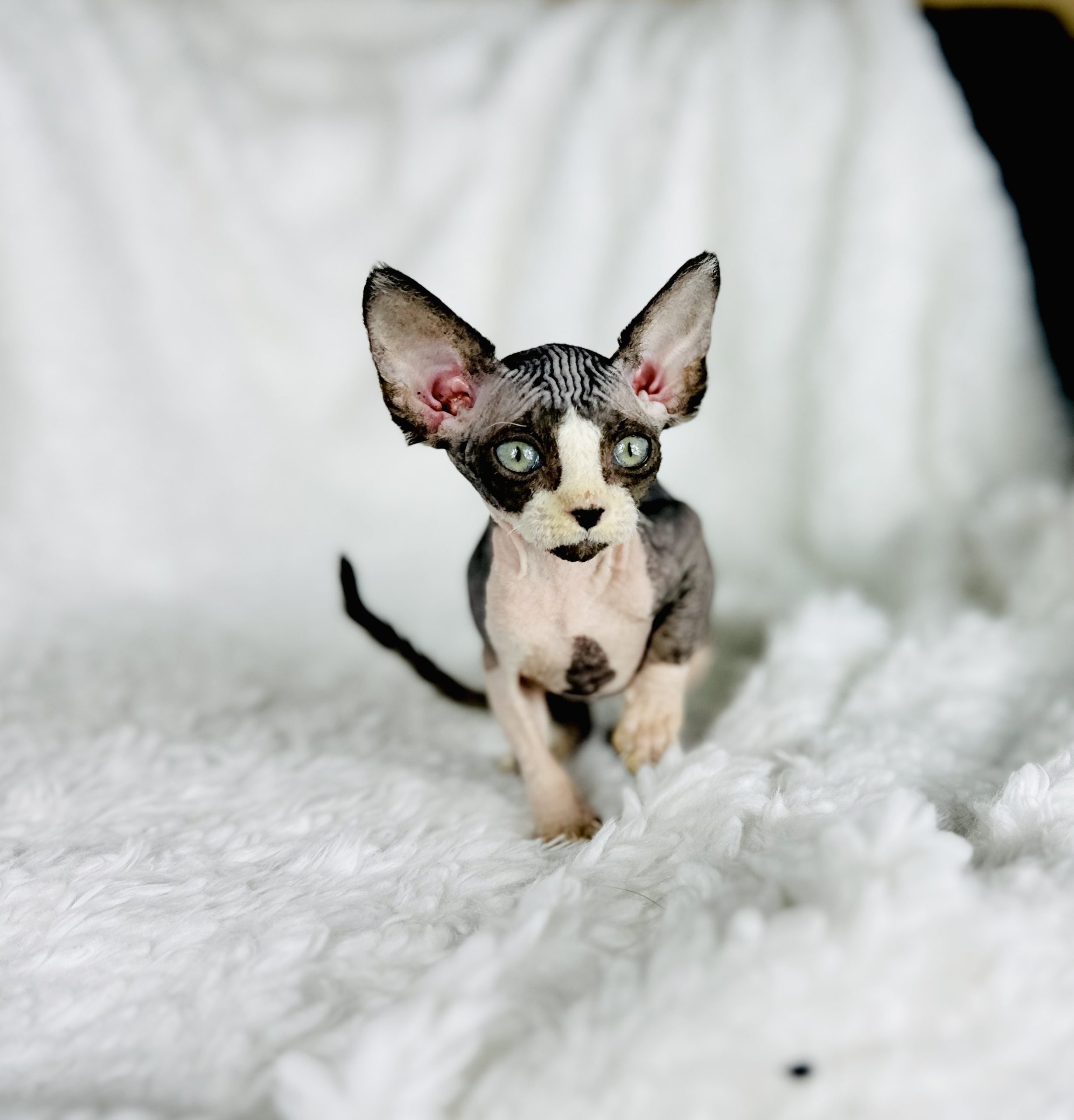 Black Tuxedo Sphynx Boy for sale