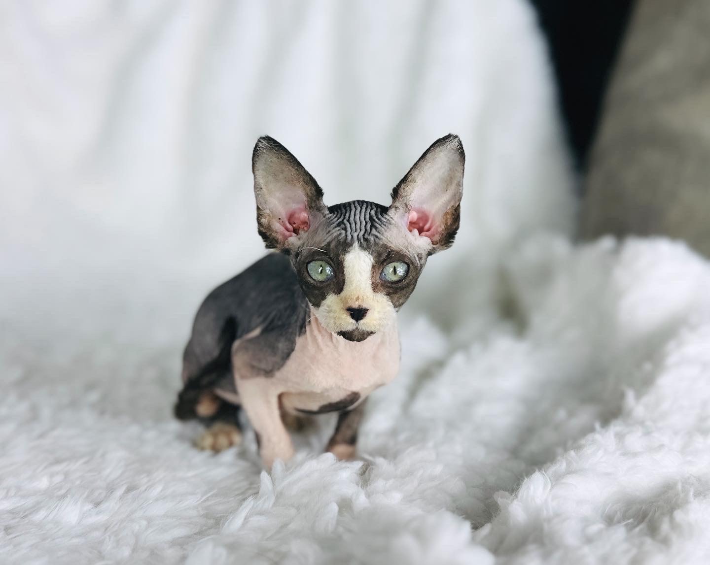 Black Tuxedo Sphynx Boy