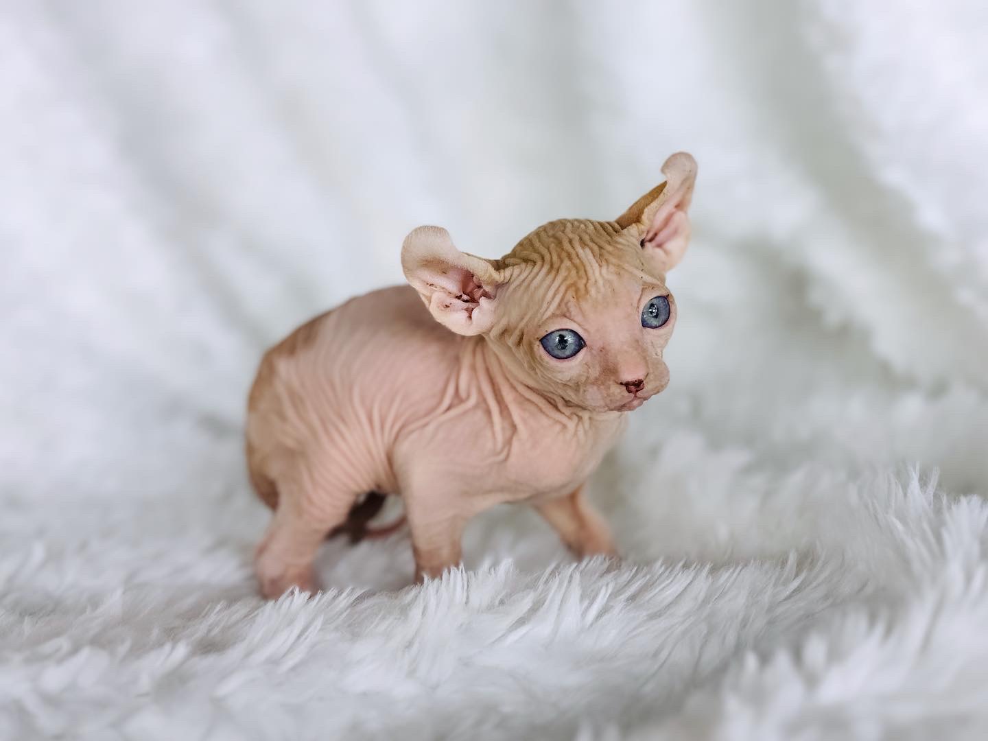 red tabby bicolor elf sphynx