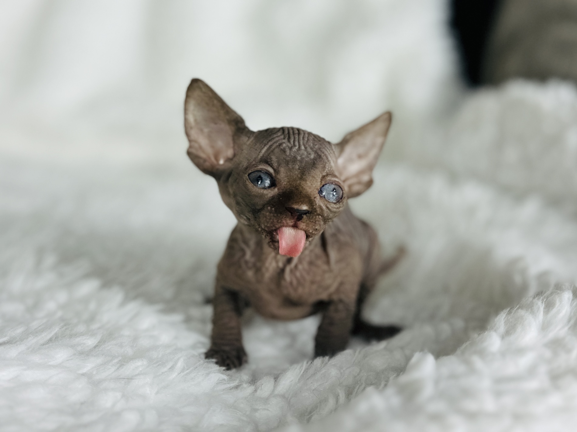 solid chocolate sphynx