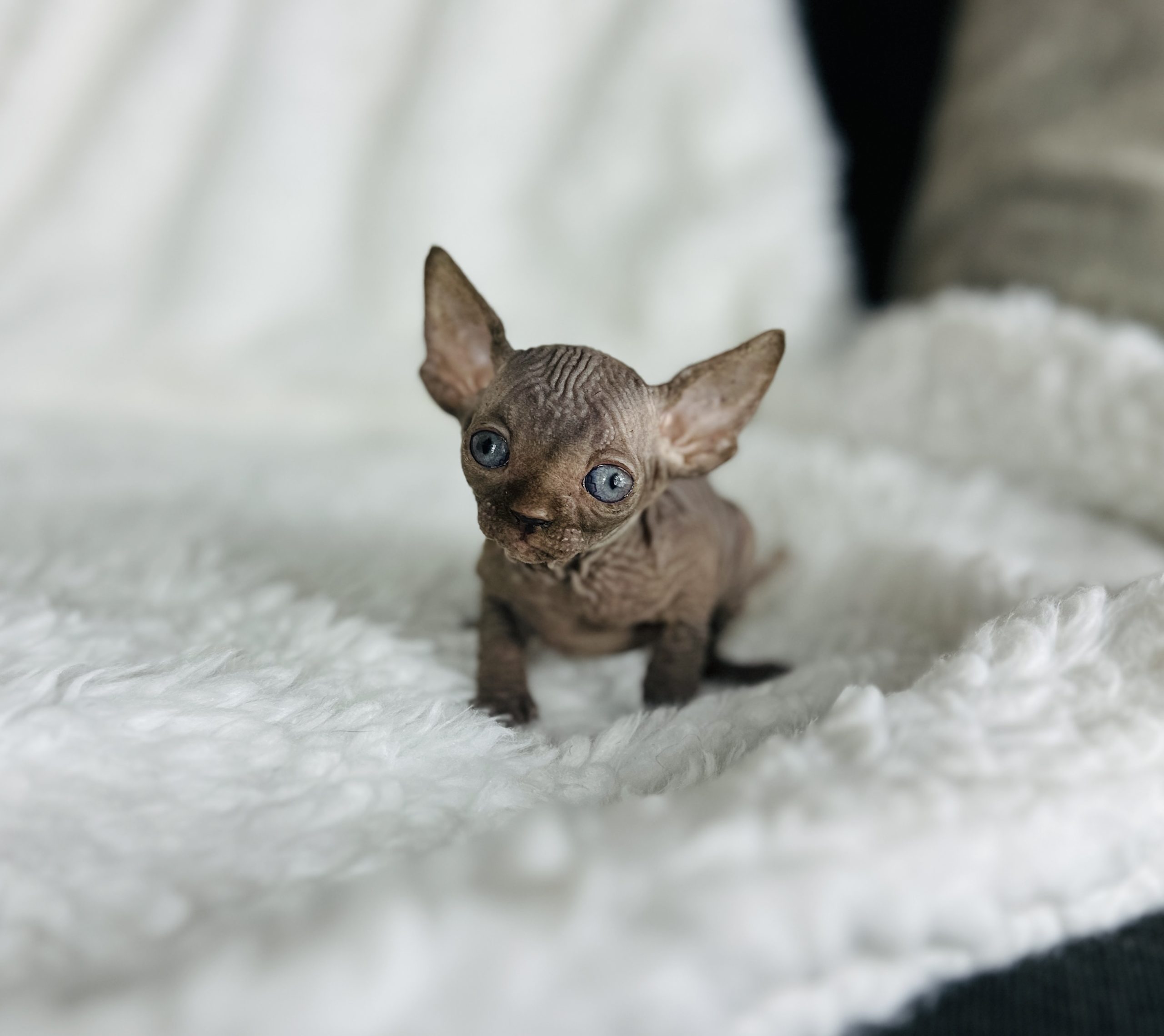 solid chocolate sphynx