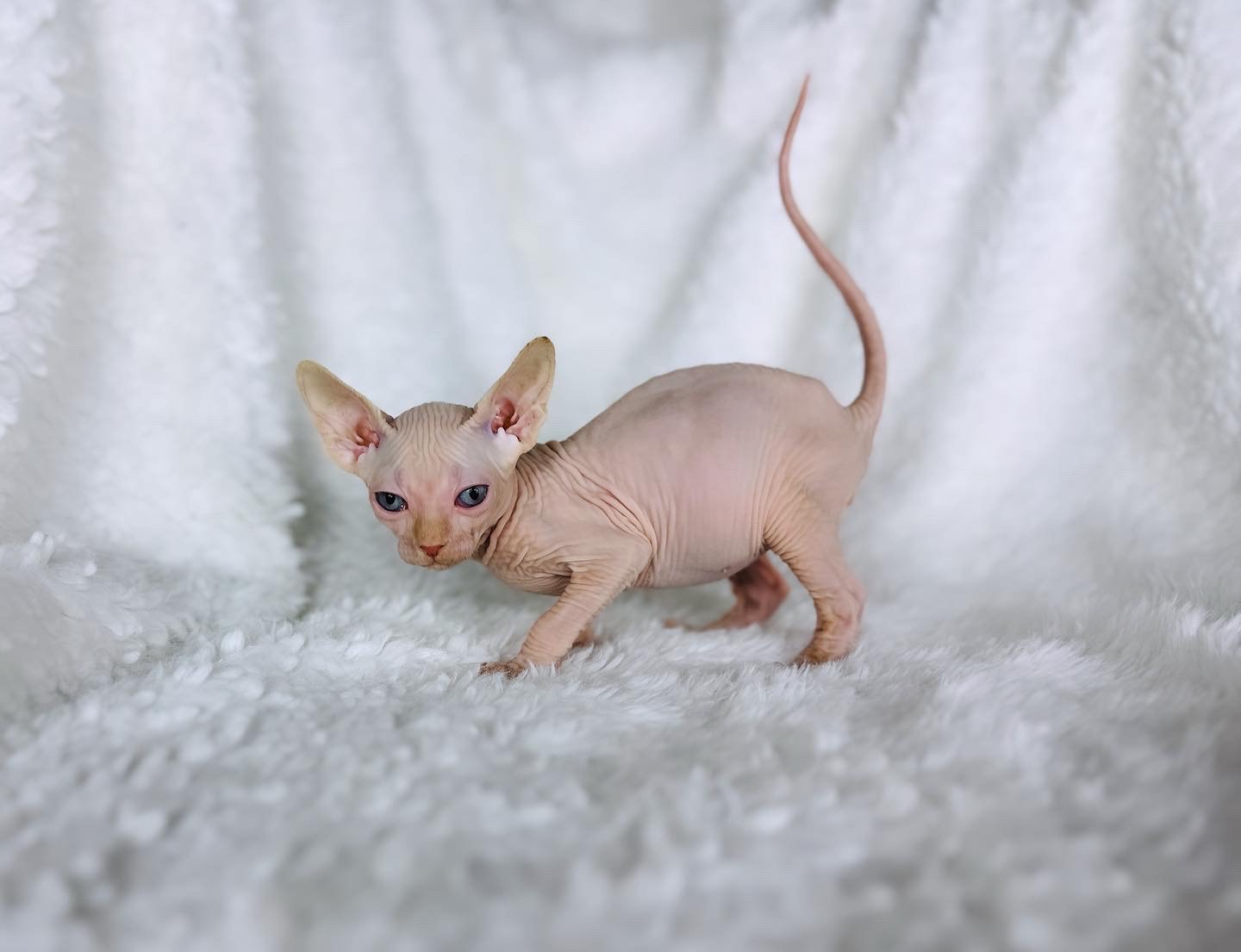 kitten for sale Red Point Boy Blue Eyes PINK Sphynx