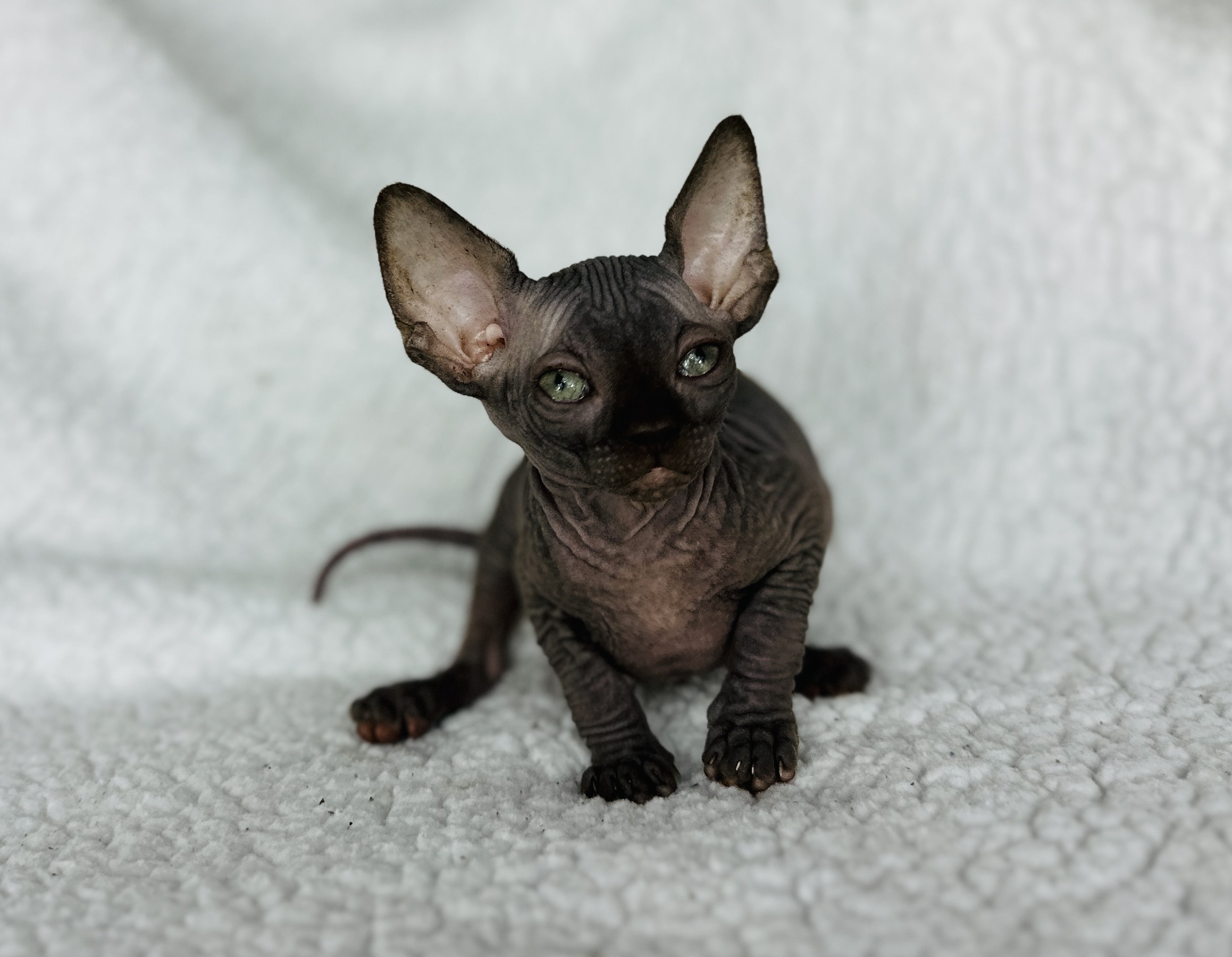 Chocolate color Sphynx kitten