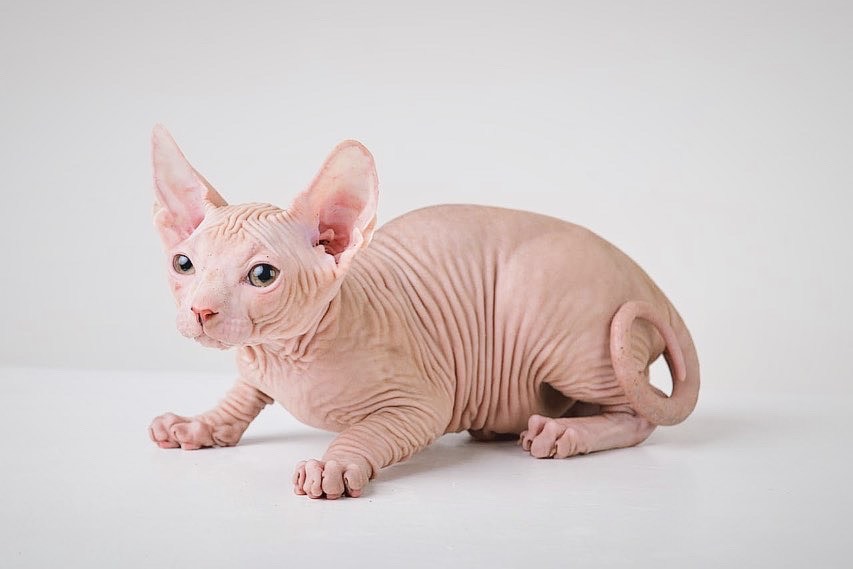 Solid Red Tabby Sphynx
