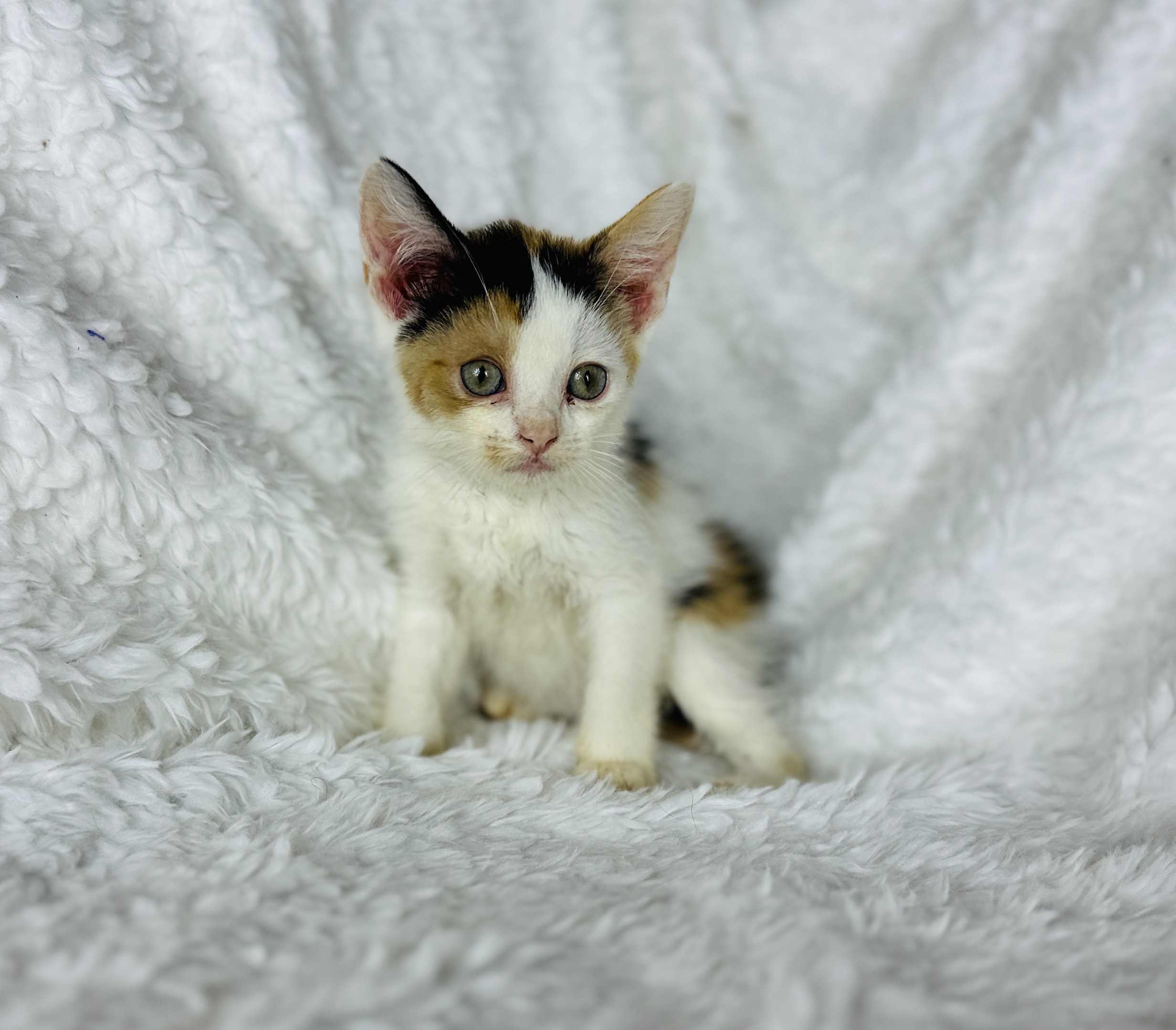 Sphynx kitten for sale 2024