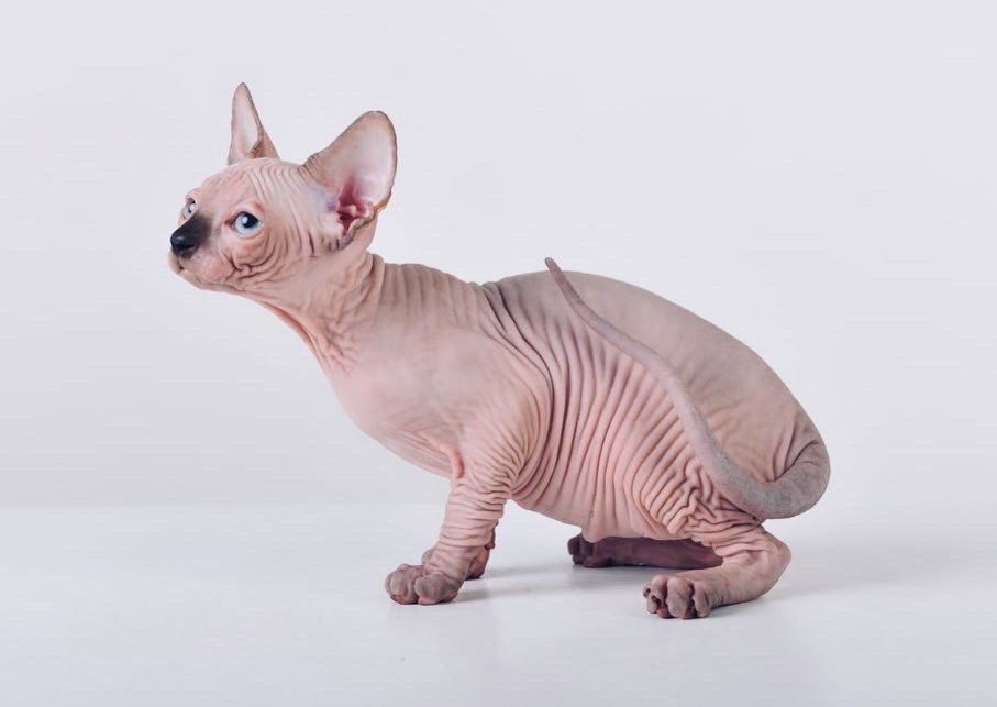 seal point Sphynx for sale