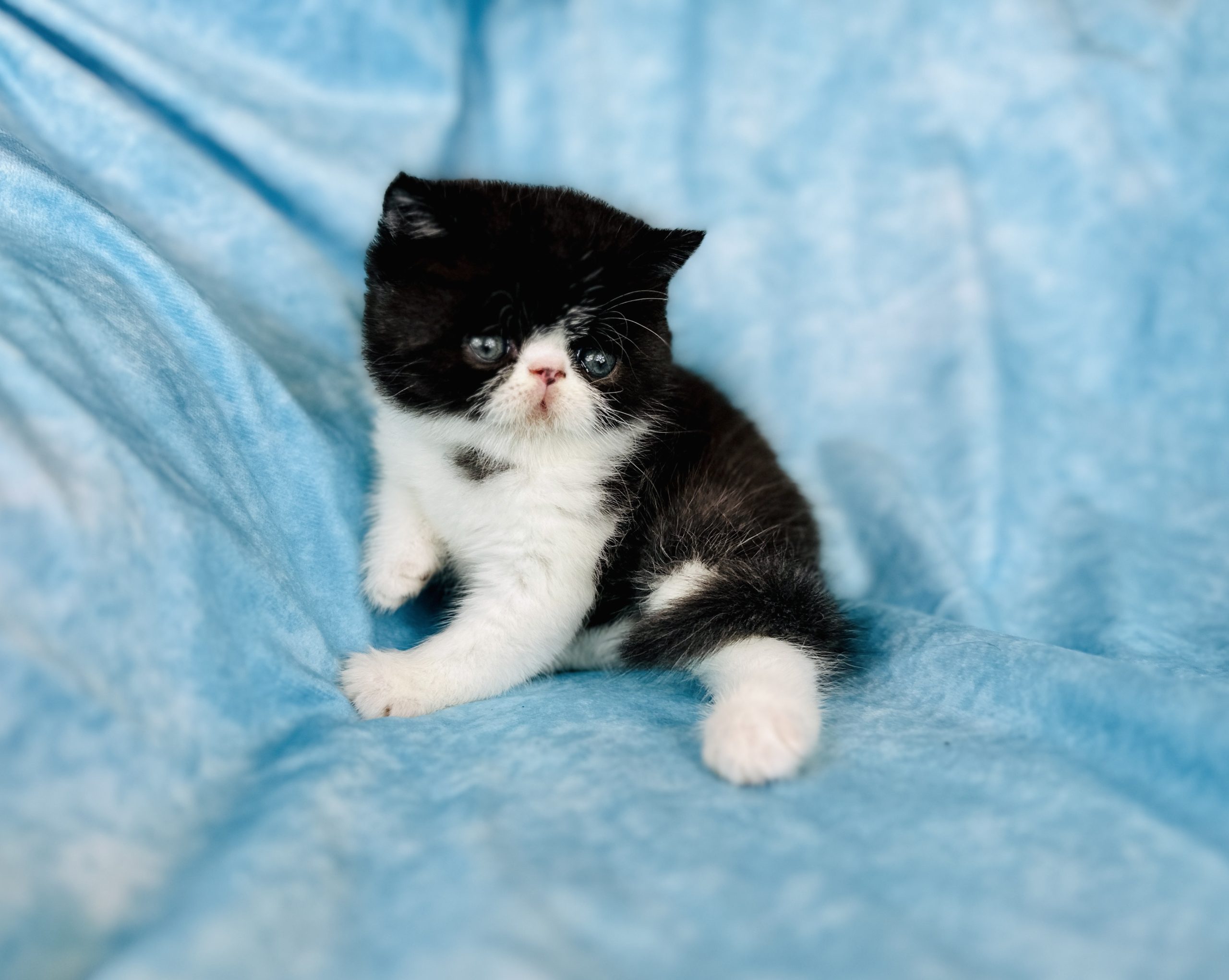 Baby Bear - Exotic shorthair cat for sale