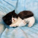 Baby Bear - Exotic shorthair kitten for sale