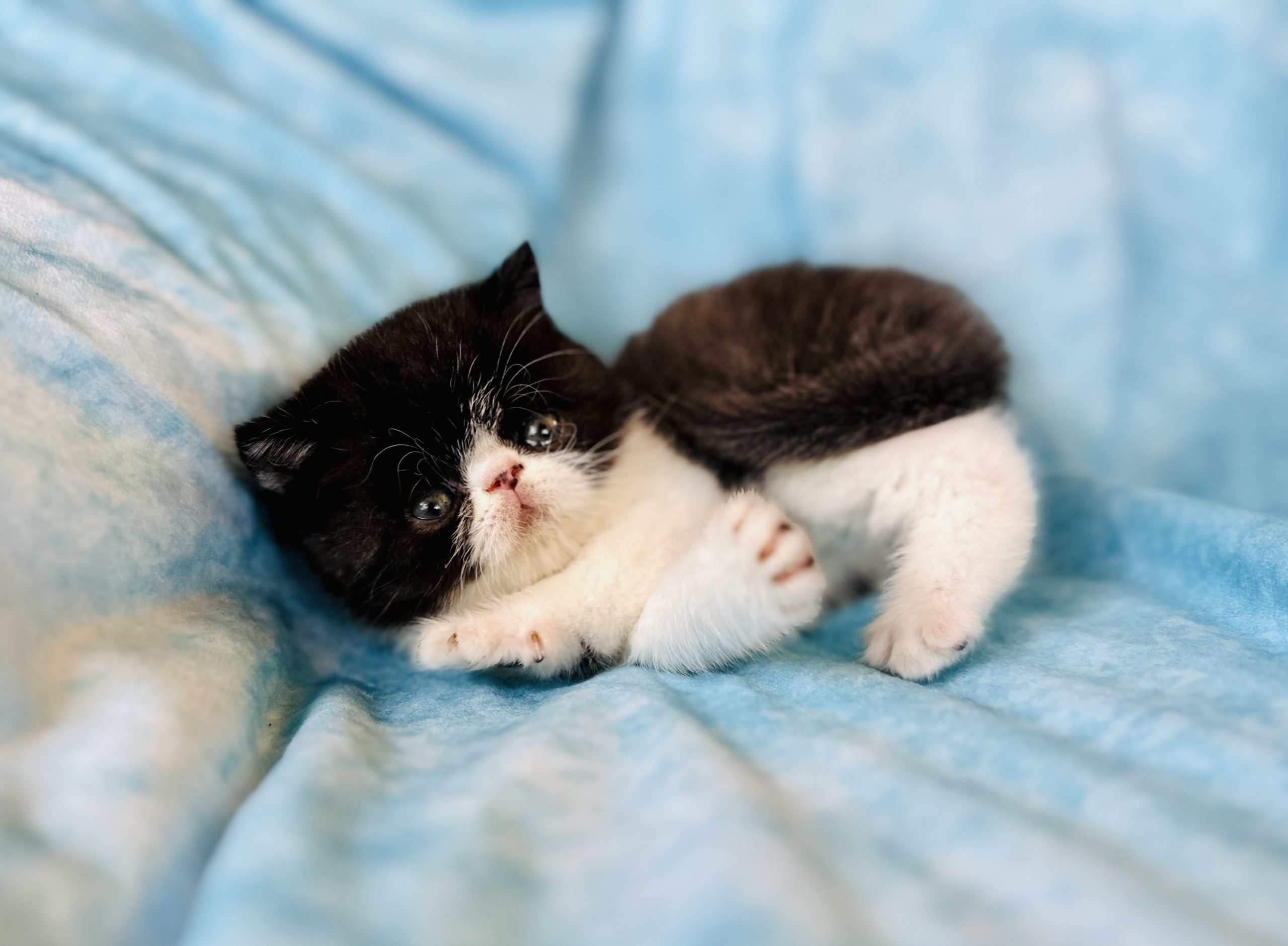Baby Bear - Exotic shorthair kitten for sale