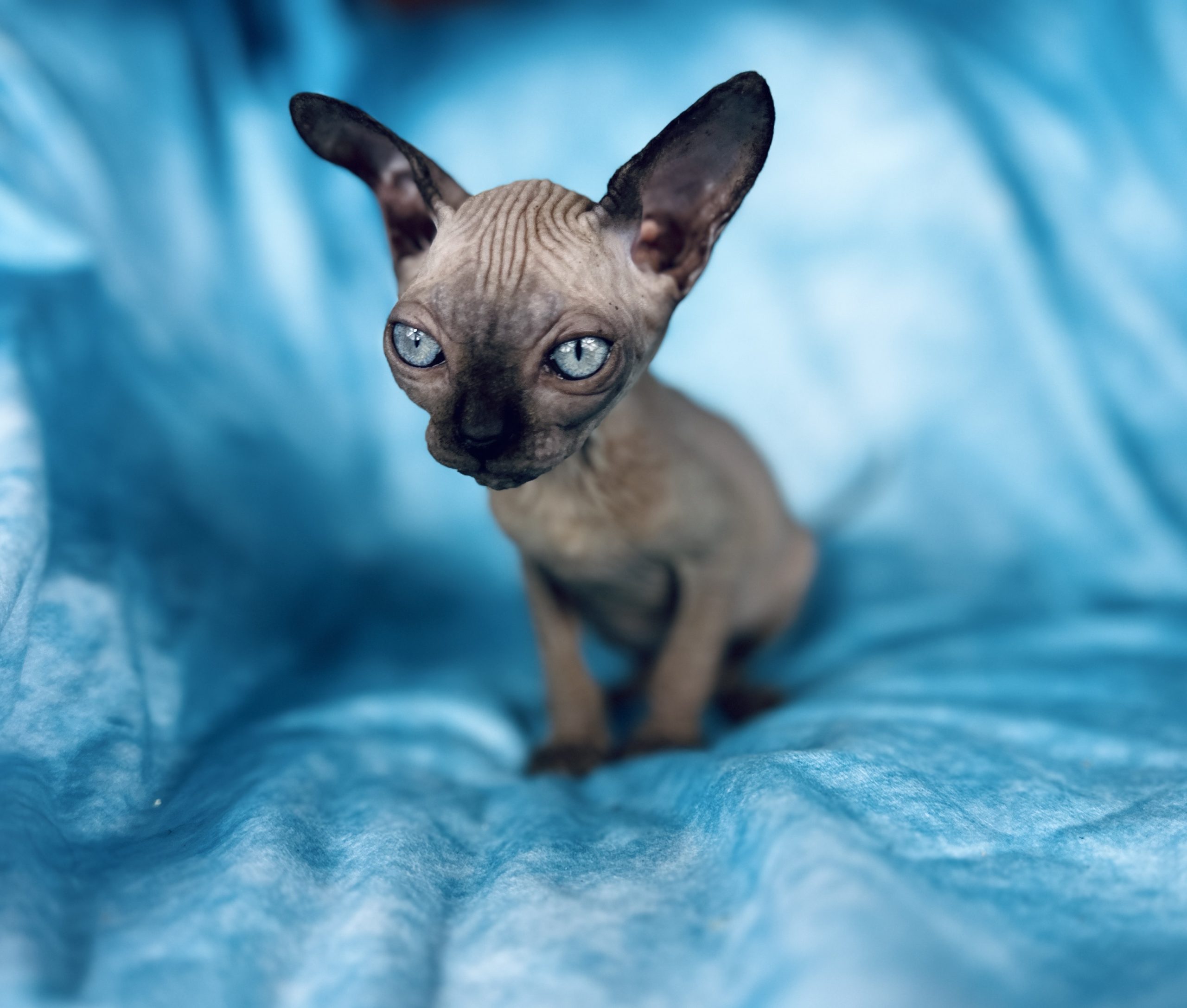 Black Seal Mink Girl Sphynx Kitten for sale