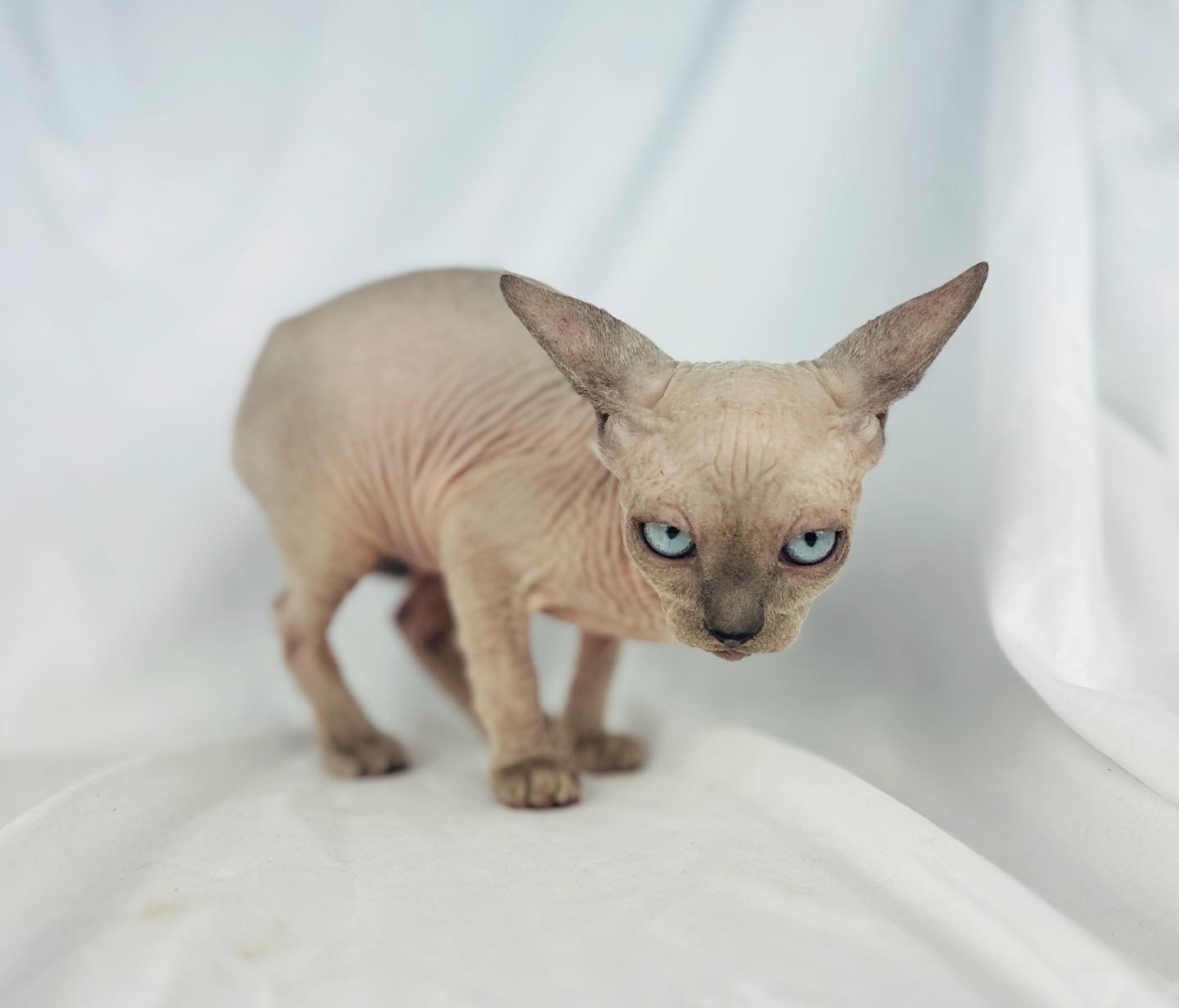 Charismatic Blue Point Sphynx - Blue Sphynx Kitten