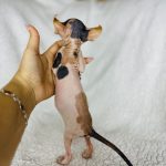 Elf Sphynx for sale