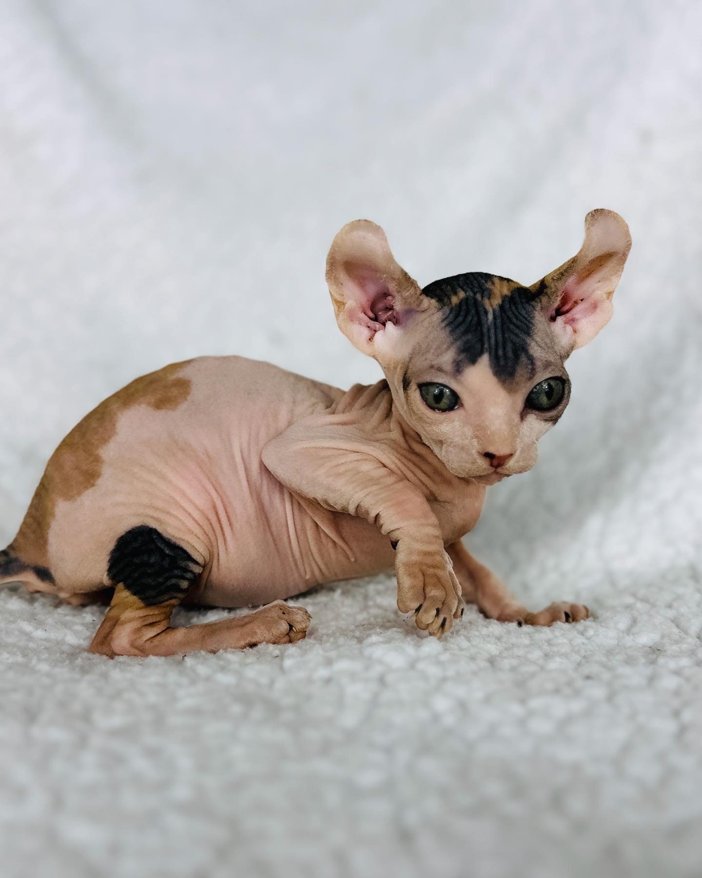 Enchanting Elf Sphynx Calico