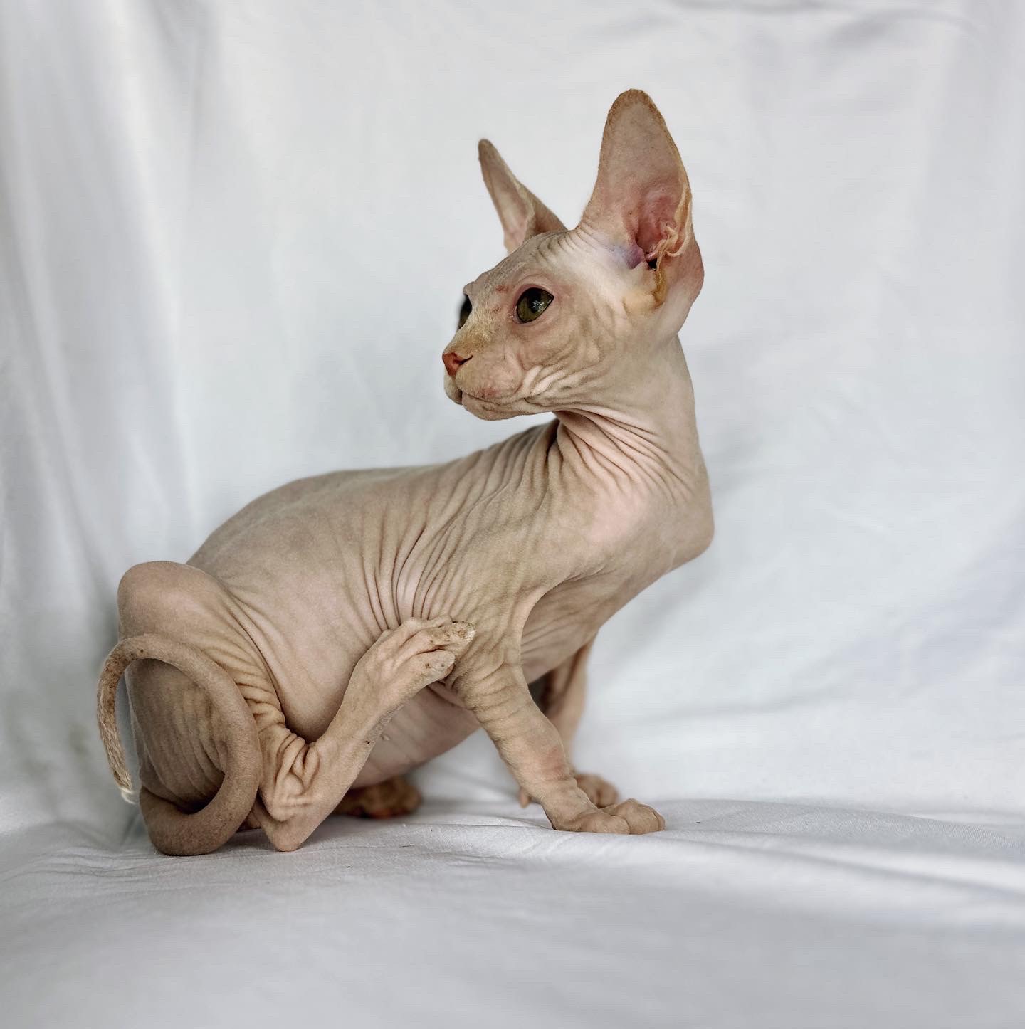 Red Bicolor Sphynx Kitten For Sale 