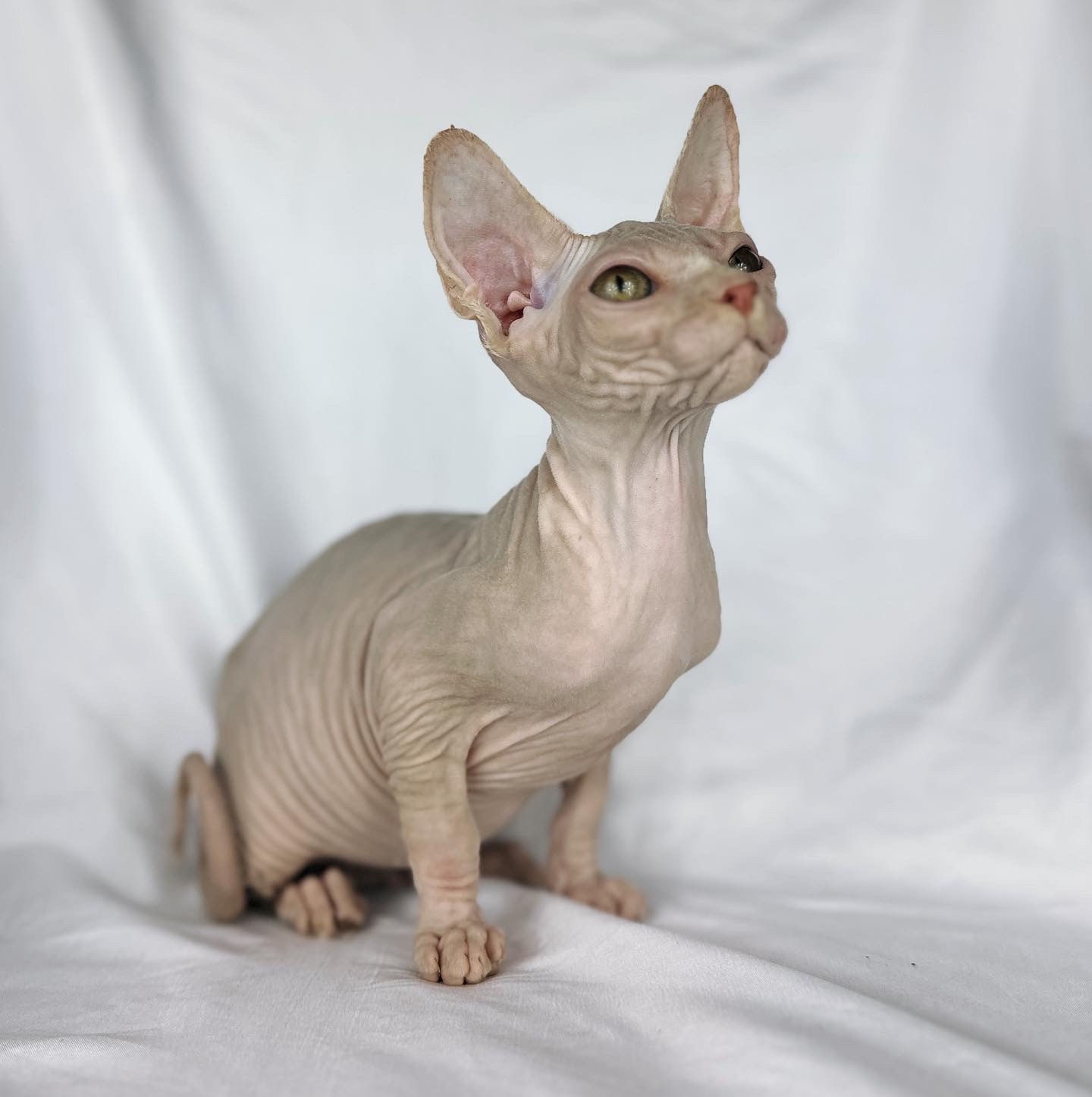Red Bicolor Sphynx cat For Sale 