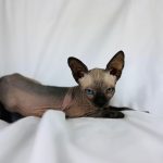 Seal Mink Boy - Black Sphynx Cat