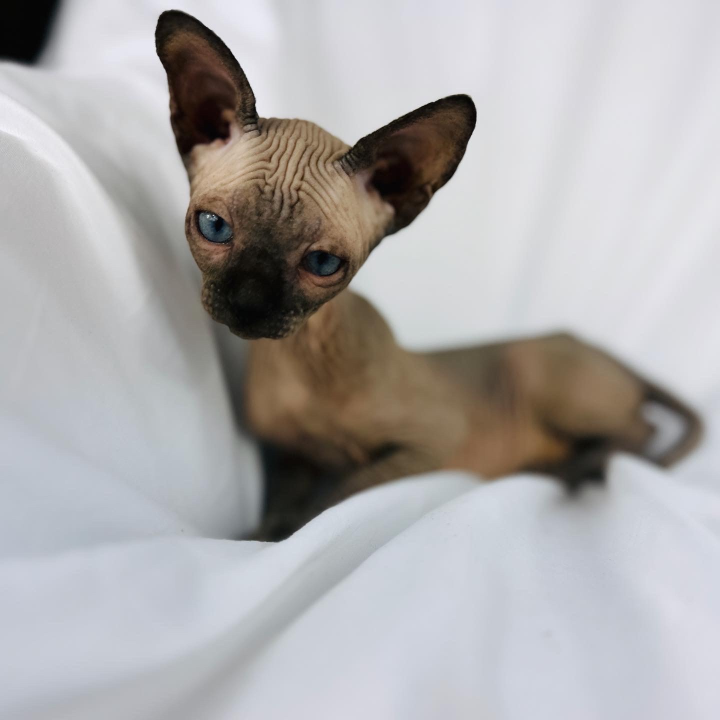 Seal Mink Boy Sphynx kitten for sale