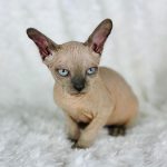Sphynx Kitten for sale
