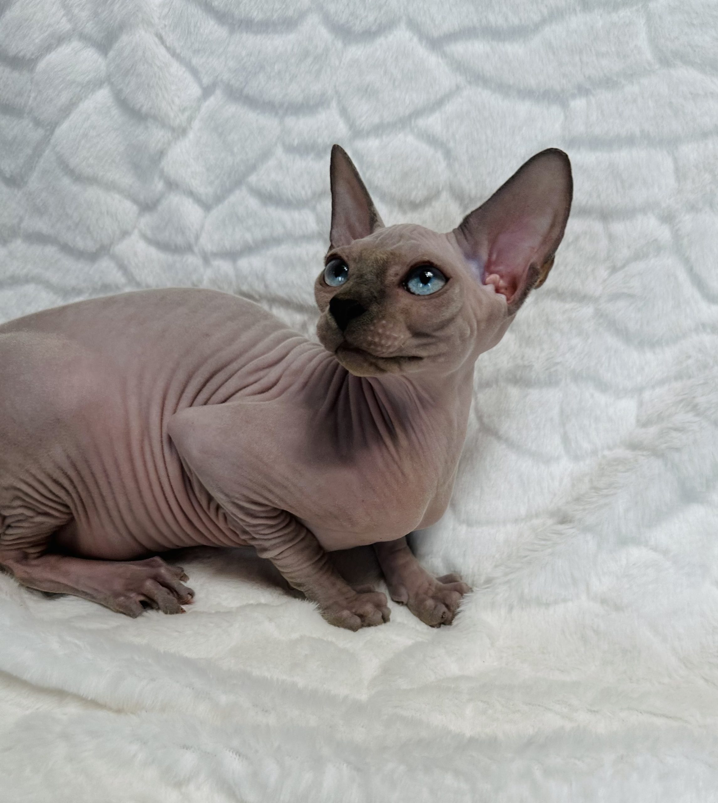 Sphynx cat for sale