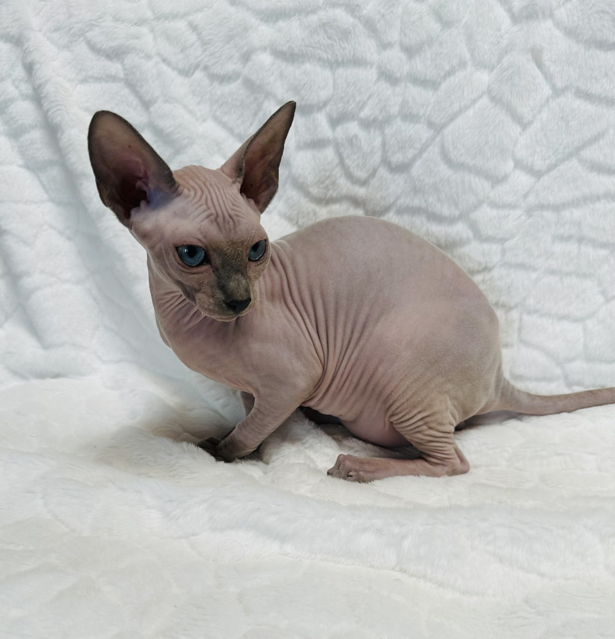 Sphynx for sale