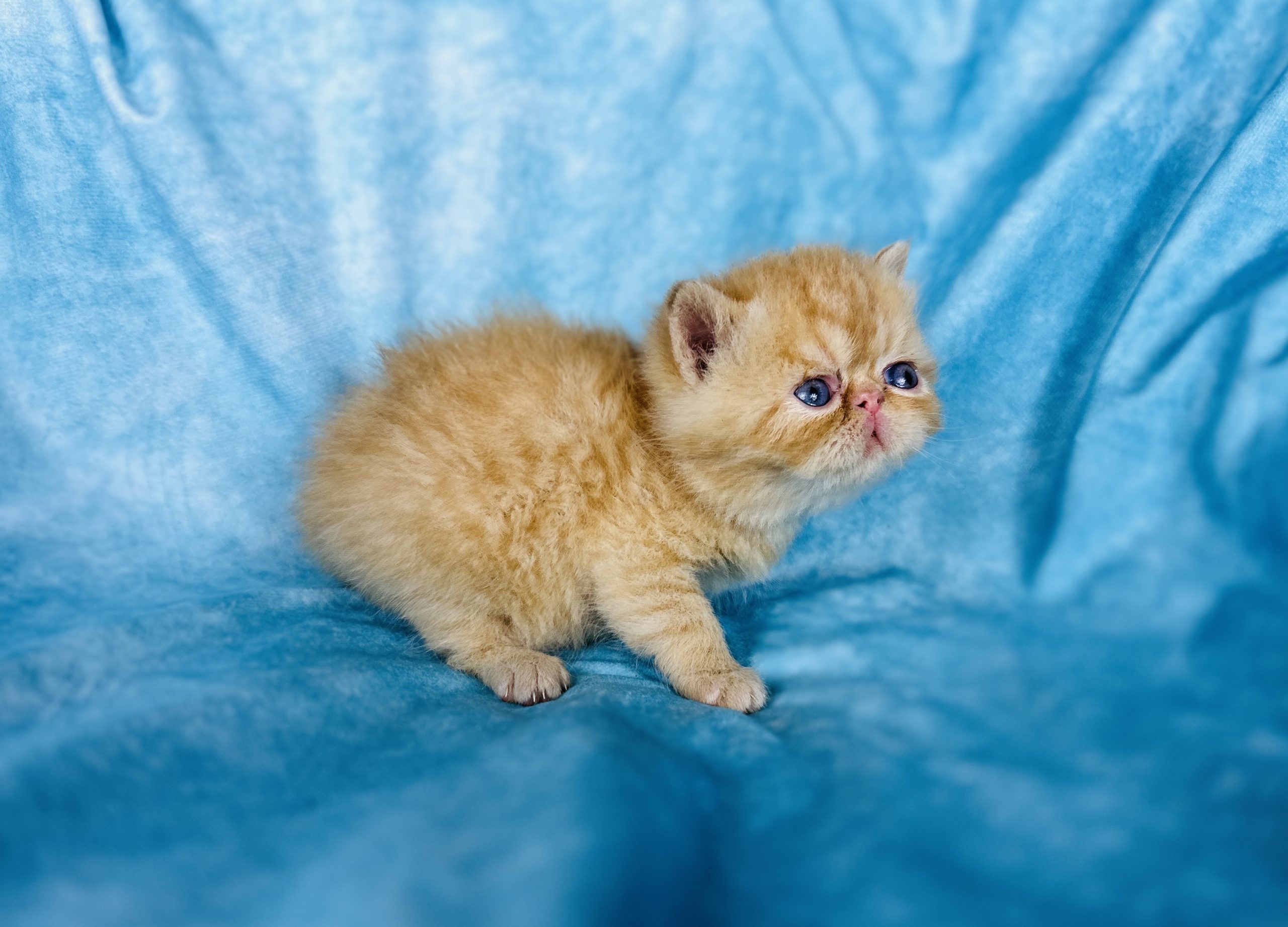 Tangerine- Exotic shorthair Boy