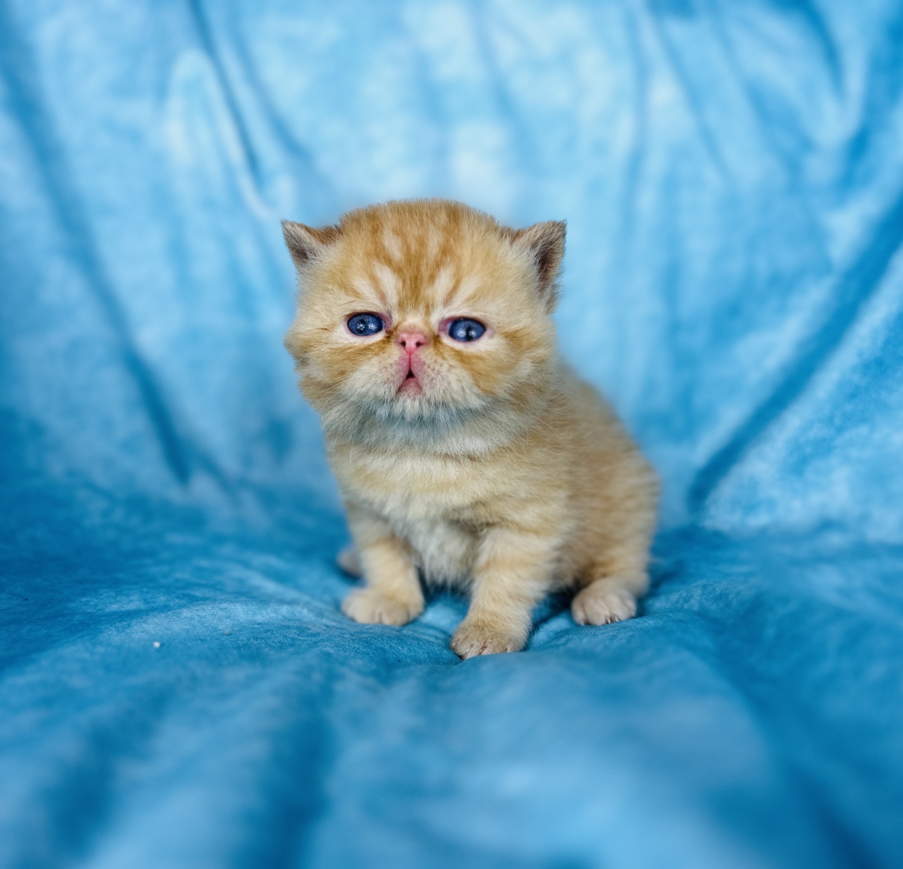 Tangerine- Exotic short hair Boy kitten for sale