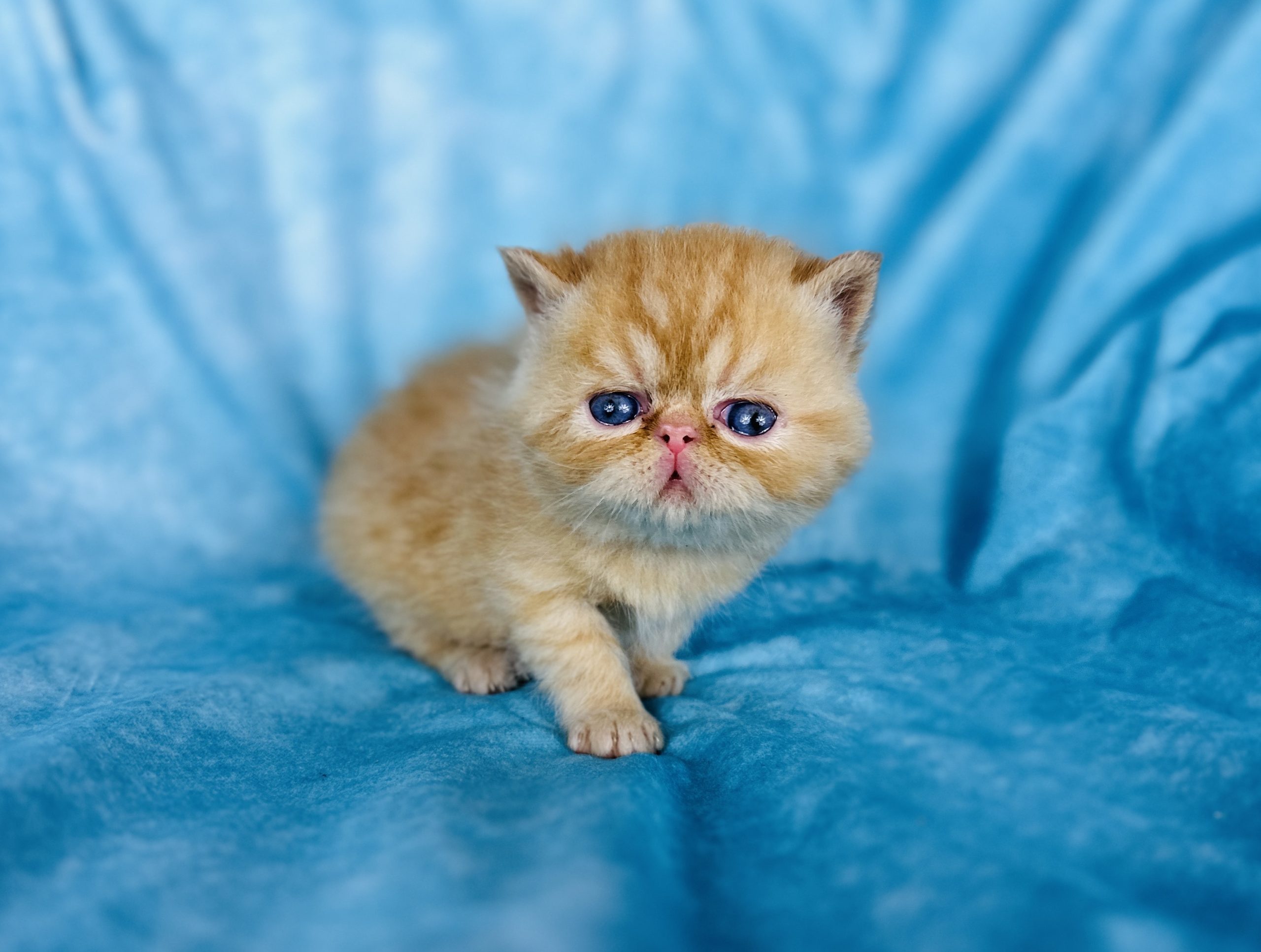 Tangerine- Exotic short hair Boy