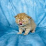 Tangerine- Exotic shorthair Boy