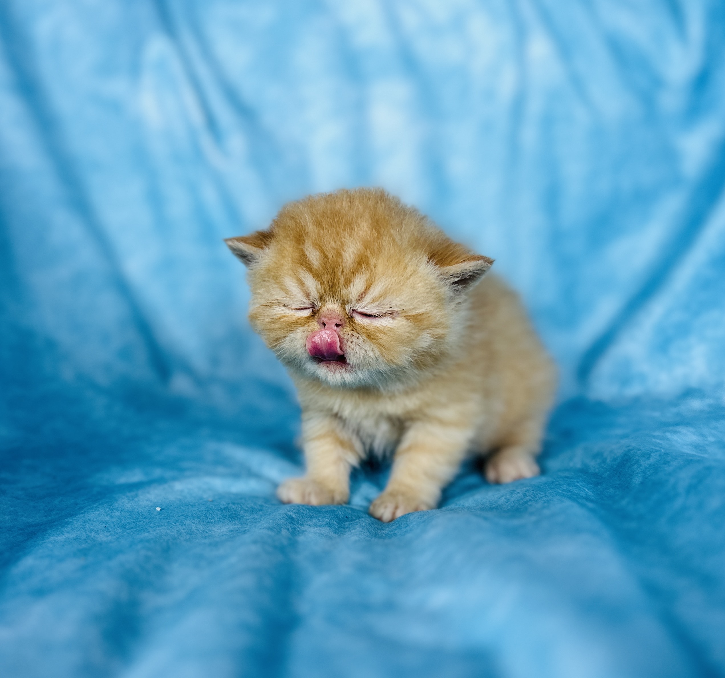 Tangerine- Exotic shorthair Boy