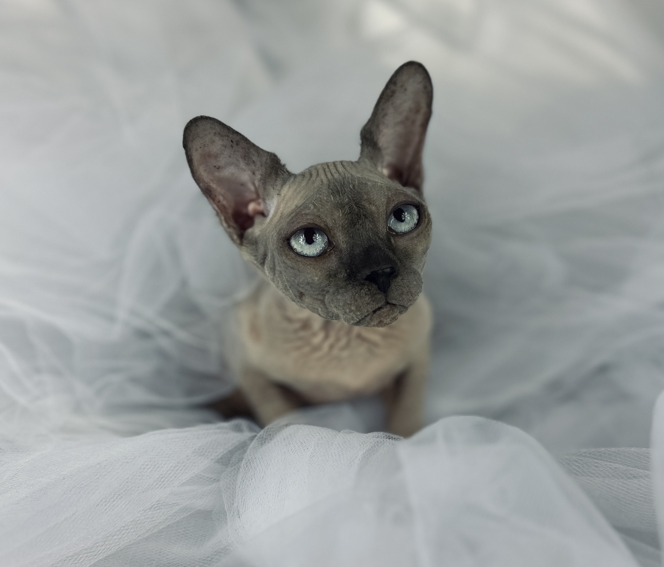 Blue point best sale sphynx