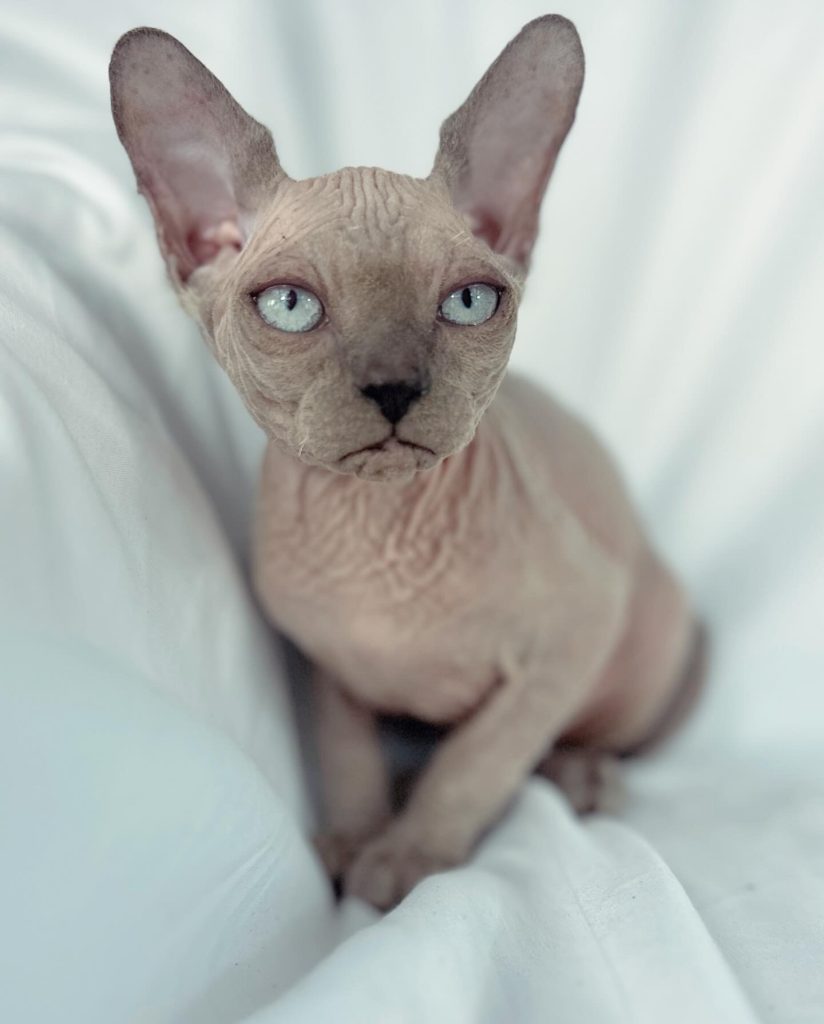 Blue Point Sphynx kitten for sale