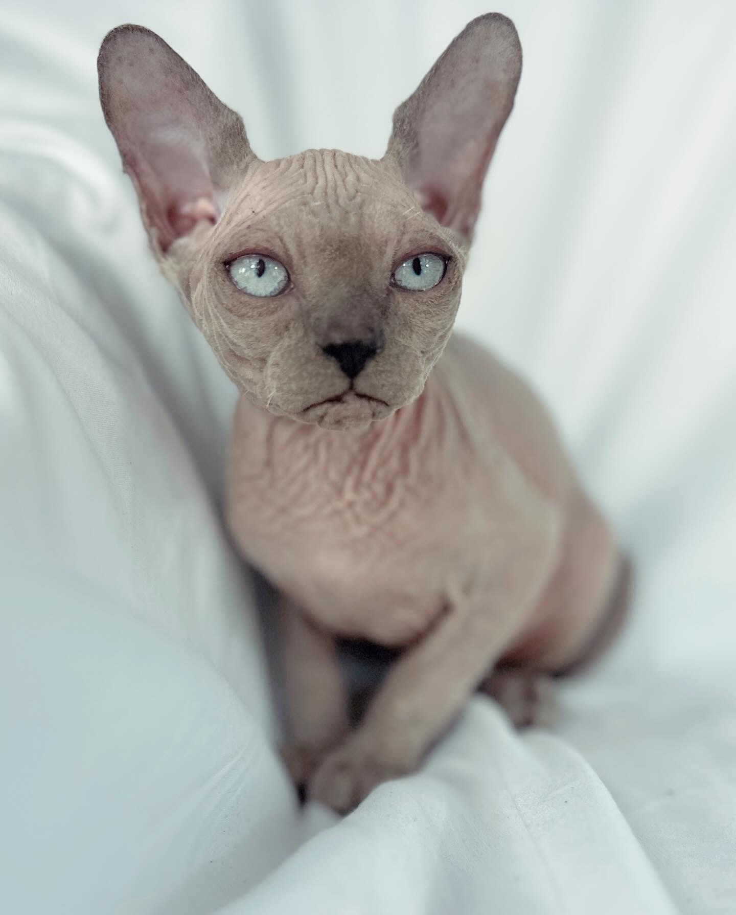 Blue Point Sphynx kitten for sale