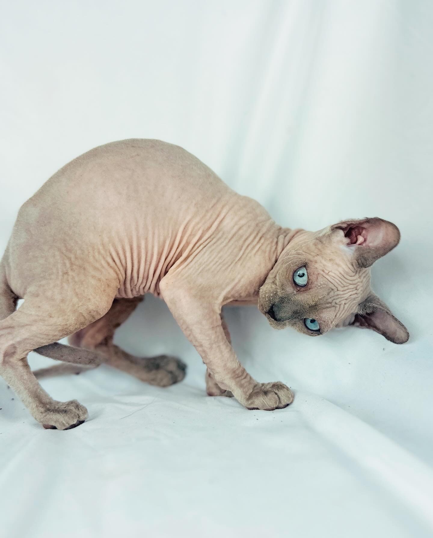 Blue Point Sphynx